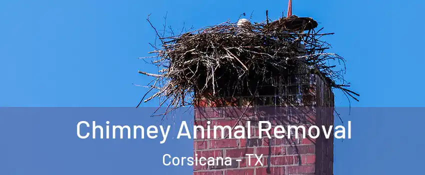  Chimney Animal Removal Corsicana - TX