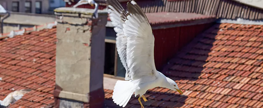 Residential Chimney Animal Removal Solution in Corsicana, TX