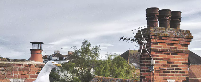 Chimney Cleaning And Restoration in Corsicana, Texas